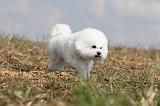 BICHON FRISE 125